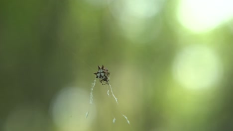 the spider sits inside its web to catch its prey