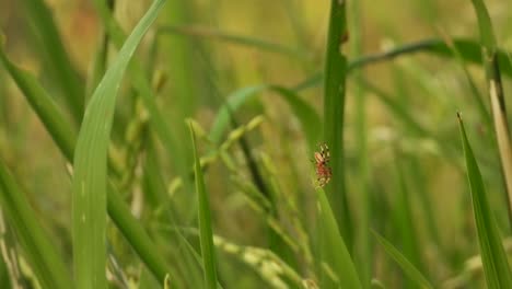 araña en el césped de arroz - relajante