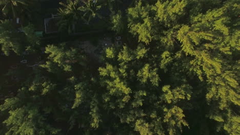 Aerial-top-view-of-tree-top-camera-moves-to-the-hotels-district-and-then-to-sand-beach-and-water-Mauritius-Island