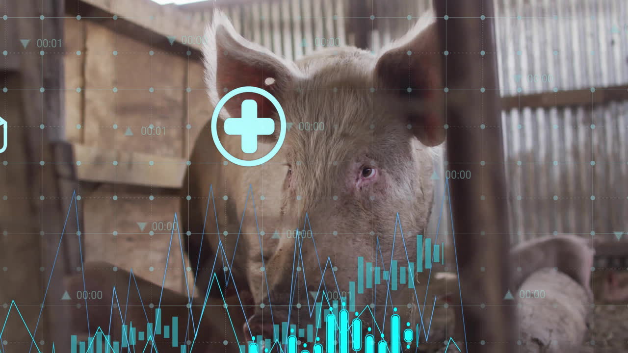 3D render pig head being visualized inside barn, overlaying line graphs, grid dots and timestamps