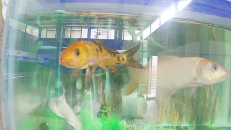 colorful fishes in water tank in zoo park scaring i fish tank fishes stock video