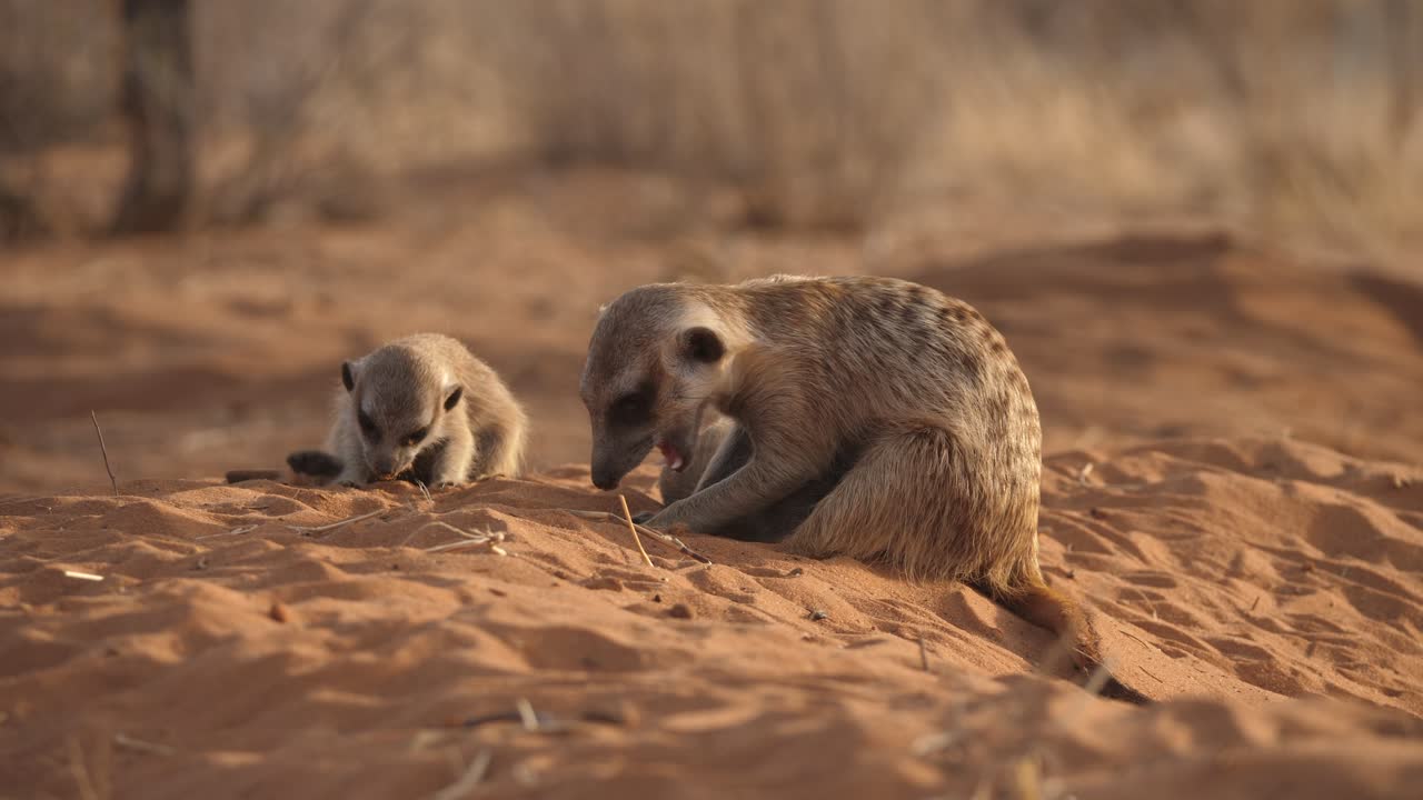 Filhotes de suricate brincam na areia e bebem leite enquanto a mãe procura comida, em close-up