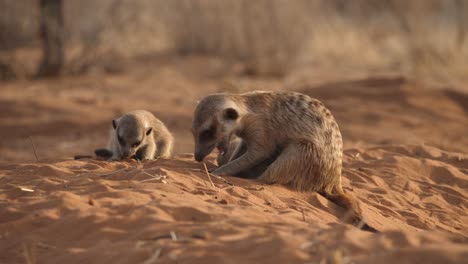 Erdmännchenwelpen-Spielen-Im-Sand-Und-Trinken-Milch,-Während-Ihre-Mutter-Nach-Futter-Gräbt,-Nahaufnahme