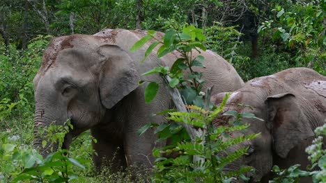 Die-Asiatischen-Elefanten-Sind-Vom-Aussterben-Bedroht-Und-Sie-Sind-Auch-In-Thailand-Beheimatet