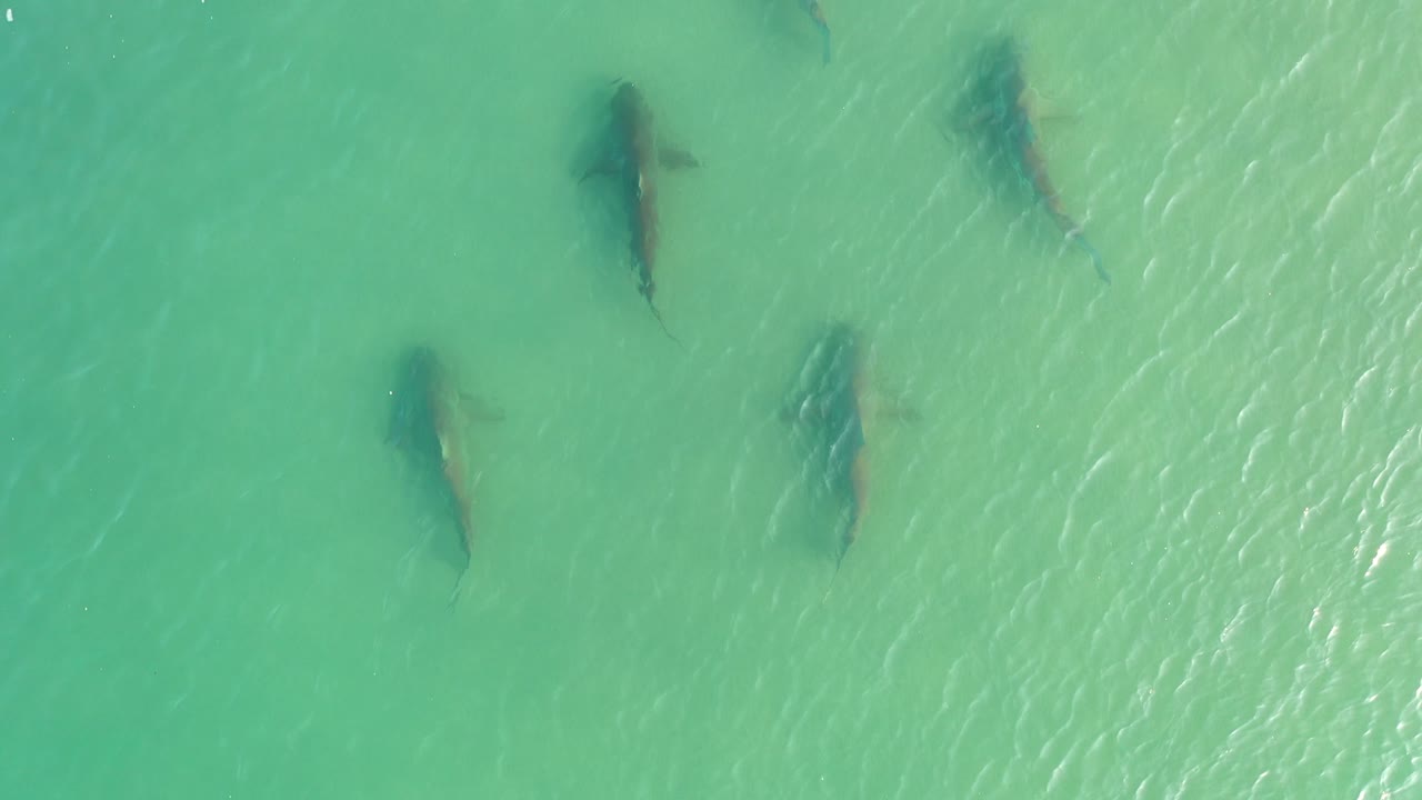 cinco tiburones en el océano
