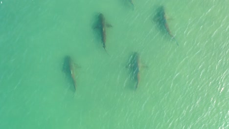 cinco tiburones en el océano