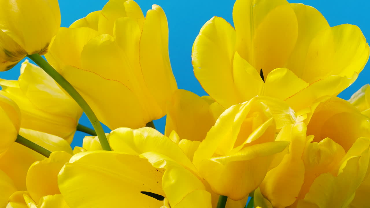 Optagelse af tulipaner, åbnende knopper. Timelapse. Optagelse af tulipaner.