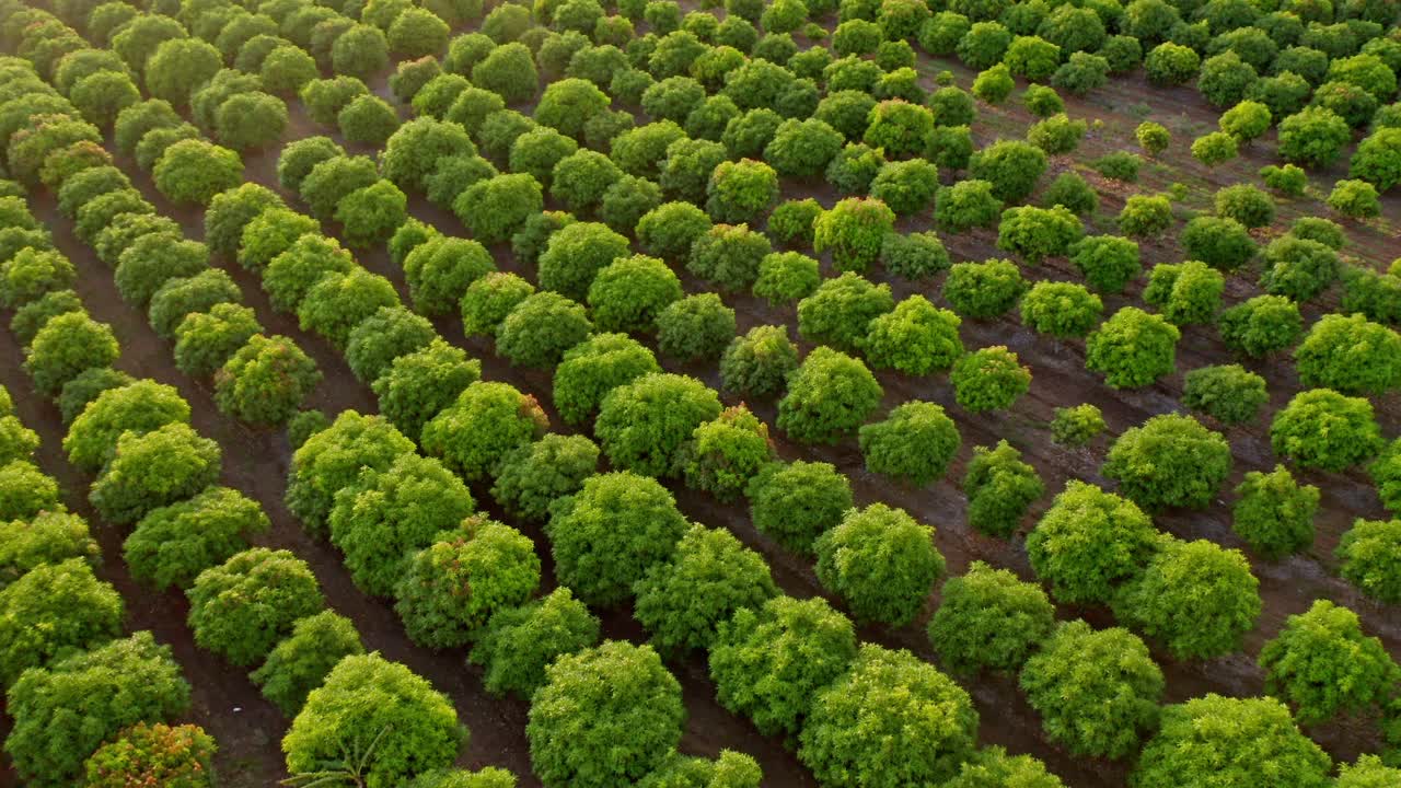 paso elevado aéreo sobre una granja de árboles de mango durante el día soleado en república dominicana