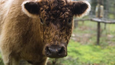 Slow-motion-close-up-shot-of-cute,-fluffy,-highland-cow-looking-at-moving-camera