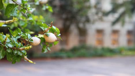 sapodilla fruits hanging from a tree branch