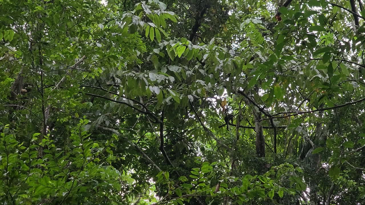 Monkey moving through tree branches in a lush tropical forest, on a rainy day