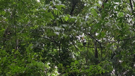 mono moviéndose a través de ramas de árboles en un exuberante bosque tropical, en un día lluvioso