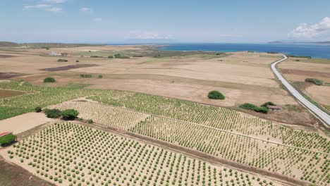 Vista-Aérea-Panorámica-De-La-Granja-De-Viveros-De-árboles-Que-Se-Extiende-A-Lo-Largo-De-Un-Paisaje-Abierto-Junto-Al-Océano,-Lemnos