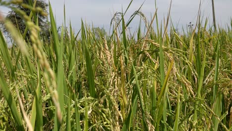 close up view of rice harvest, paddy rice farm under blue sky