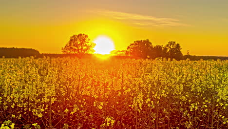 golden sun setting over rapeseed field in bloom