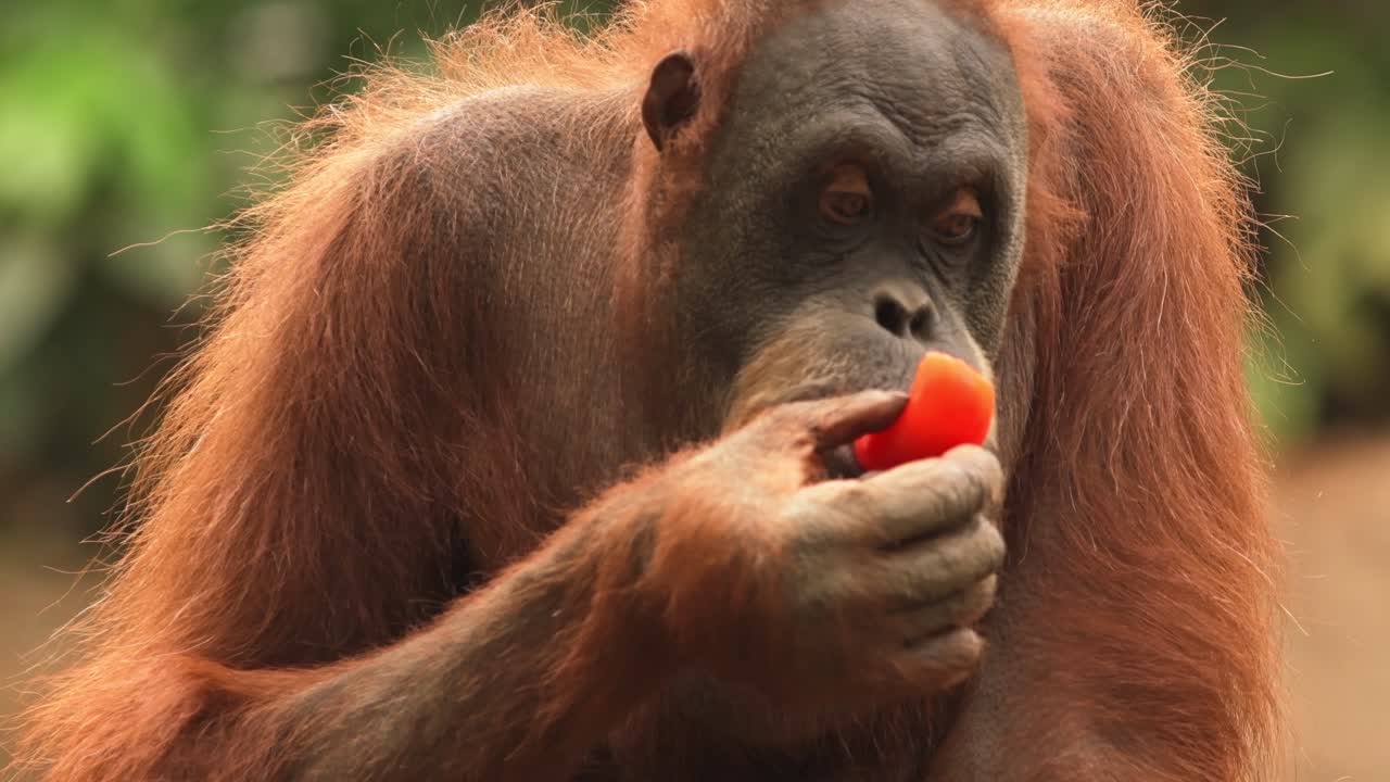 Close up a orangatang eating