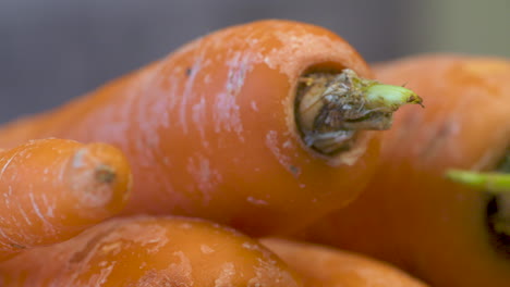 Close-up-on-a-bunch-of-crispy,-fresh-carrots