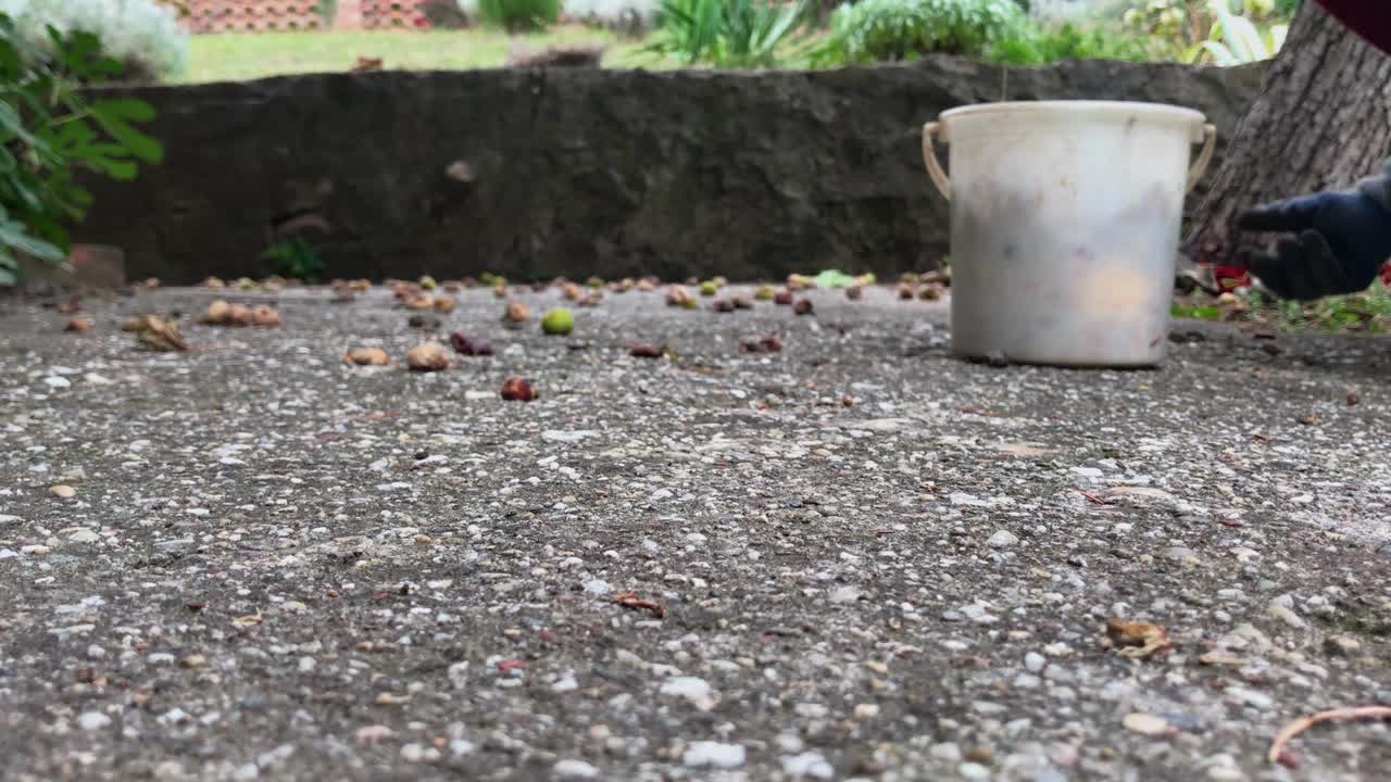 Autumn Harvest of Fallen Figs