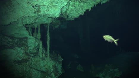 small fish leads the way in cave