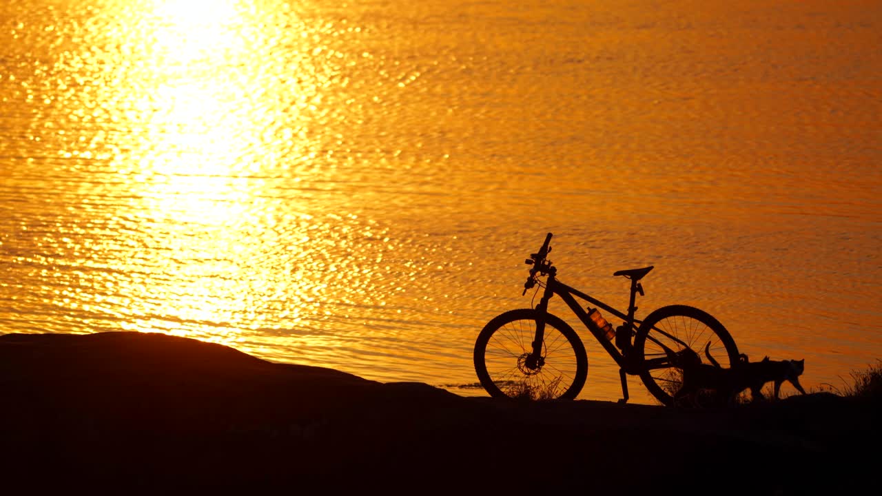 Bike and three cats near the river at sunset. Cats running near the sports bike on orange water background in the evening.