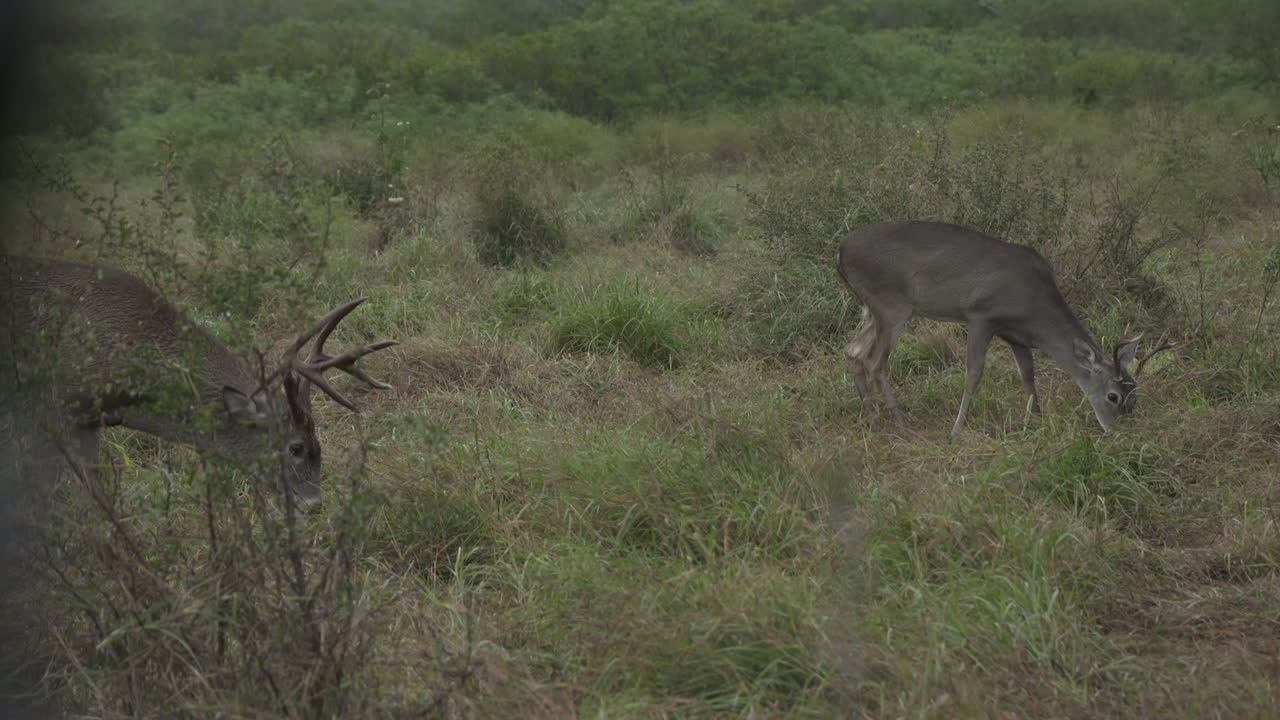 bucks de cola blanca en texas, ee.uu.