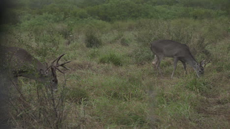 Bucks-De-Cola-Blanca-En-Texas,-EE.UU.