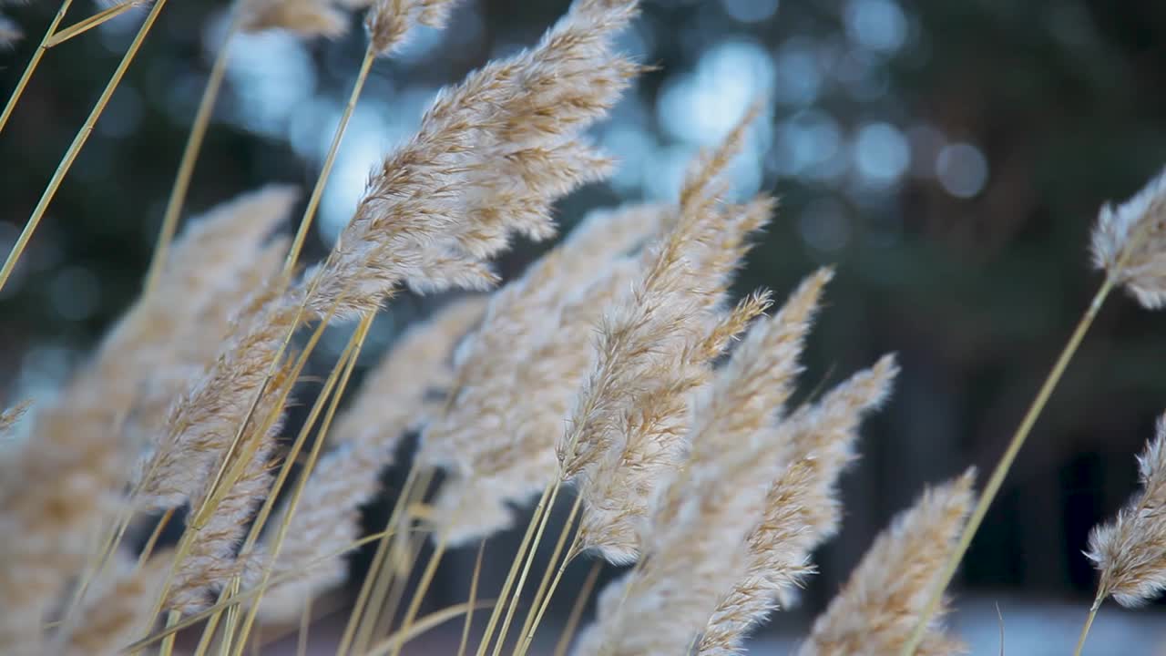 바다 근처의 차가운 겨울 바람에서