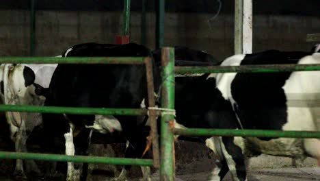 cows walking towards the barn