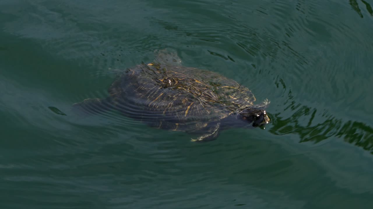 Turtle swimming in a lake in Florida