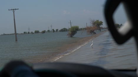 pájaro garceta blanca visto en una carretera inundada en pakistán