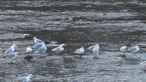 bandada de gaviotas flotando y volando sobre el agua