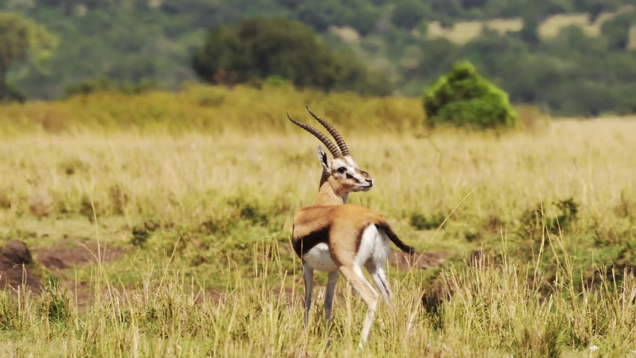 Gazelle in the wilderness, savanna, turning it's head in tall grass, plains, African Wildlife in Maasai Mara National Reserve, Kenya, Africa Safari Animals in Masai Mara North Conservancy