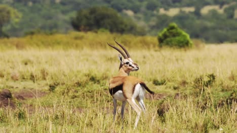 Gacela-En-El-Desierto,-Sabana,-Girando-La-Cabeza-Entre-La-Hierba-Alta,-Llanuras,-Vida-Silvestre-Africana-En-La-Reserva-Nacional-De-Masai-Mara,-Kenia,-Animales-De-Safari-Africanos-En-La-Conservación-Del-Norte-De-Masai-Mara