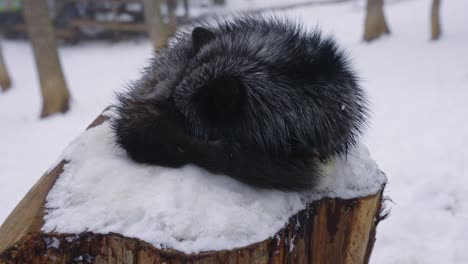 cute black fox curled up on tree stump, sleeping in the snow of japan