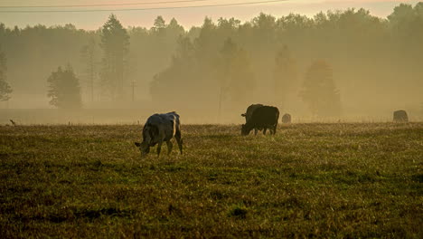 cows and calves grazing in time-lapse on grasslands beside the forest at sunrise