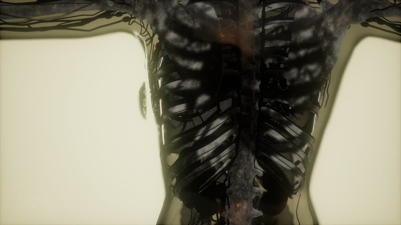 인간의 골격  ⁇  스캔 발광