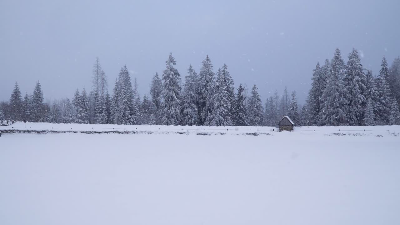 독일의 높은 하르츠 산이 배경에 있는 눈 덮인 침엽수 사이의 큰 얼어붙은 호수, 어두운 하늘을 배경으로 눈이 내리는 동안 핸드헬드 샷