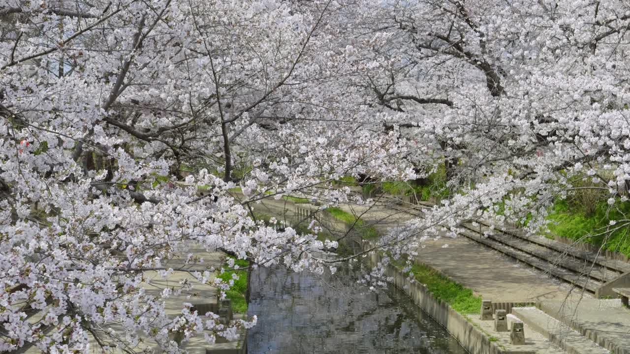 Beautiful scenery over river with incredible cherry blossoms in Japan