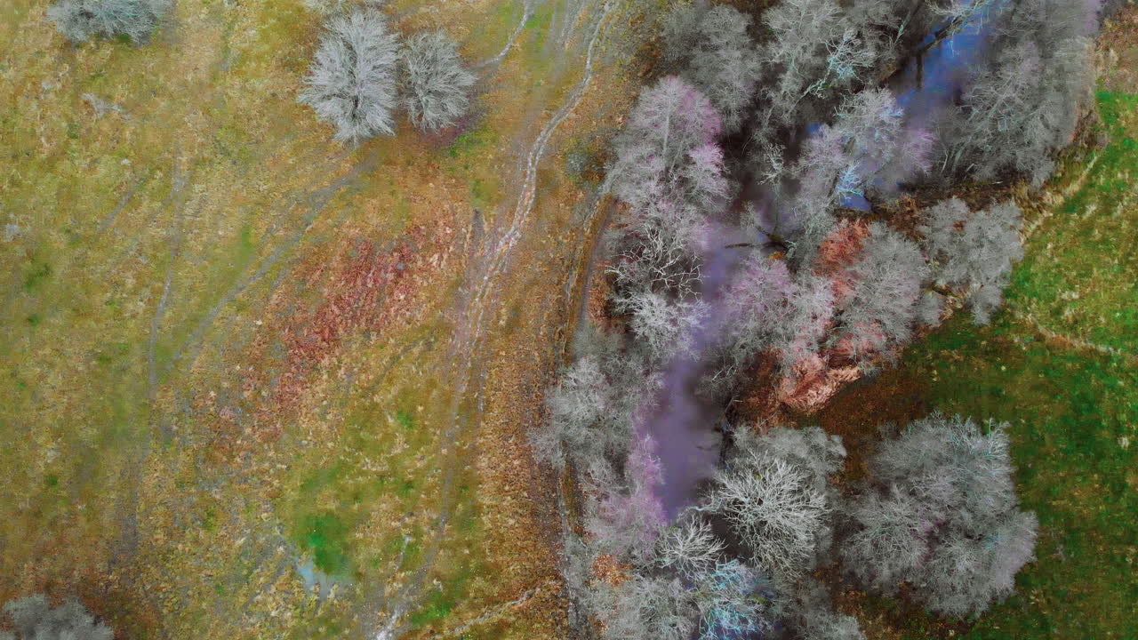 маленькая речка, пробирающаяся между белыми деревьями