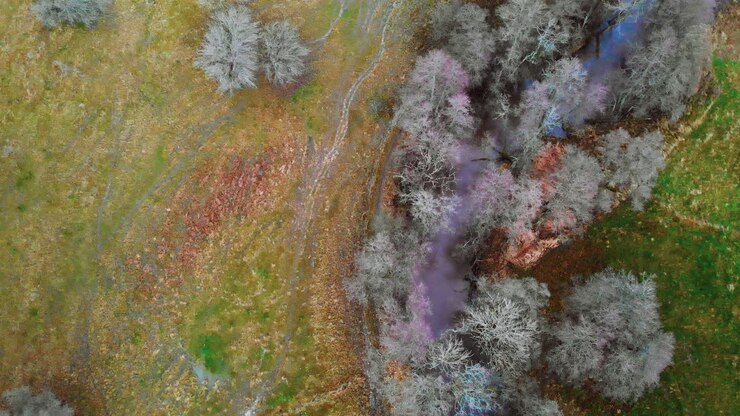 маленькая речка, пробирающаяся между белыми деревьями