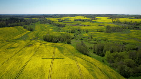 Luftaufnahme-Von-Rapsfeldern-Mit-Gelben-Blüten