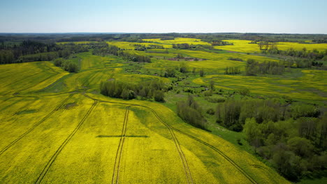 vista aérea de campos de colza con flores amarillas