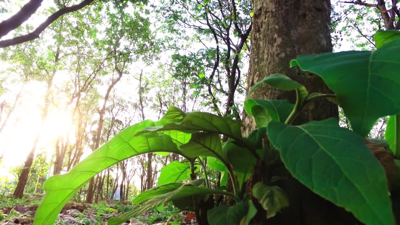 la luz del sol penetra en los árboles con hojas verdes en primer plano