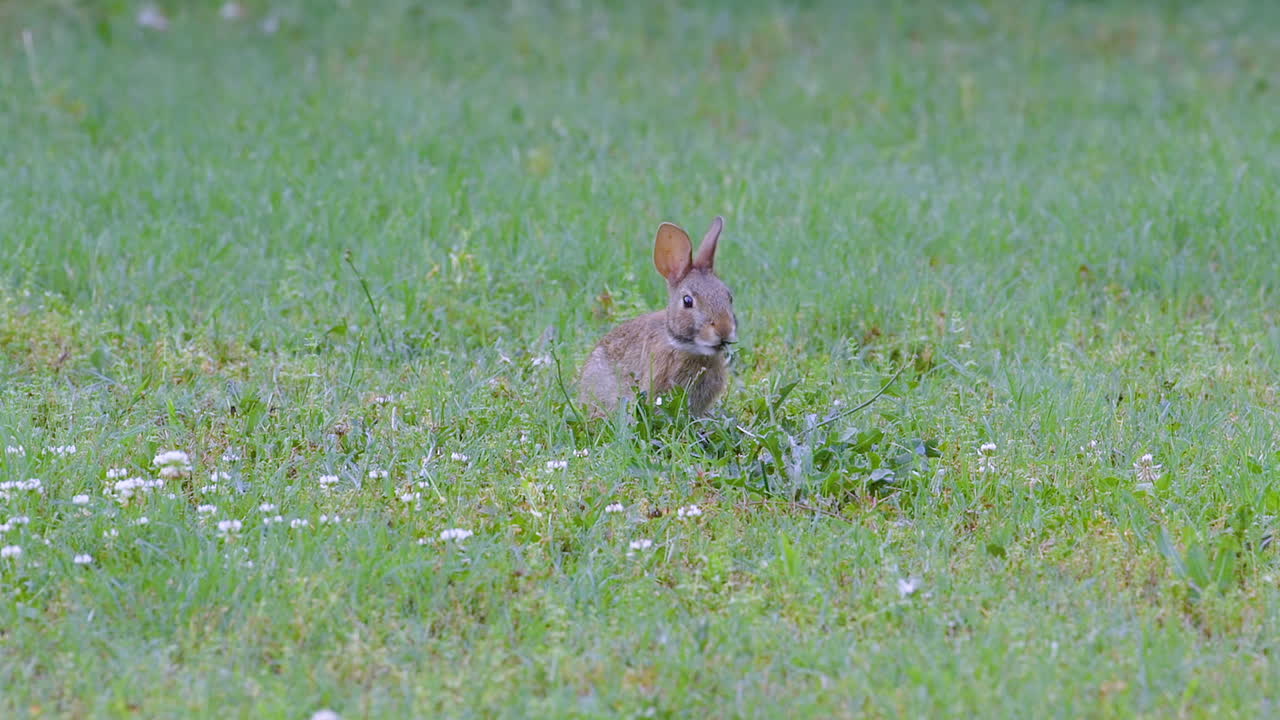conejo de cola de algodón oriental, comiendo trébol y pastos a fines de la primavera