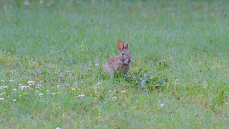 Conejo-De-Cola-De-Algodón-Oriental,-Comiendo-Trébol-Y-Pastos-A-Fines-De-La-Primavera