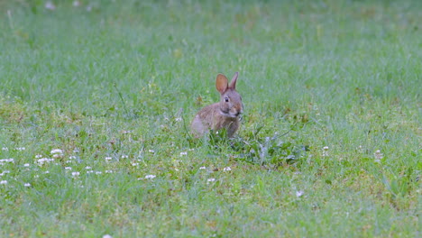 conejo de cola de algodón oriental, comiendo trébol y pastos a fines de la primavera