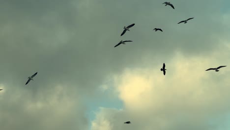 Un-Grupo-De-Gaviotas-Volando-Con-Gracia-A-Través-Del-Cielo-Nublado,-Capturando-Un-Momento-Sereno-En-Medio-Del-Paisaje-De-Nubes