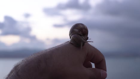 caracol en una mano junto al lago al atardecer