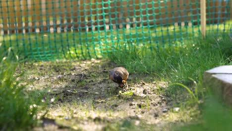 robin bird is searching for worms in the warm spring weather