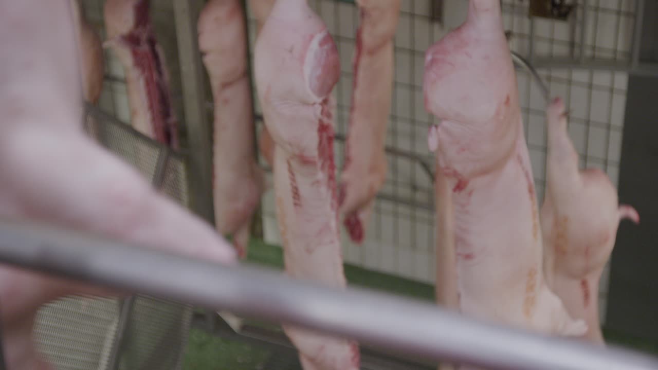 Schweinehälften bewegen sich von der unteren Etage des Schlachthofs zur oberen Etage